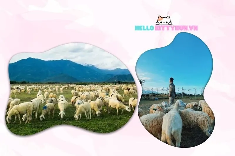 Cách chụp ảnh đẹp tại đồng cừu An Hòa Ninh Thuận
