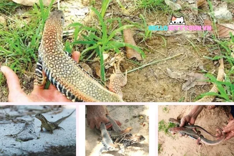Dông cát Ninh Thuận là gì?
