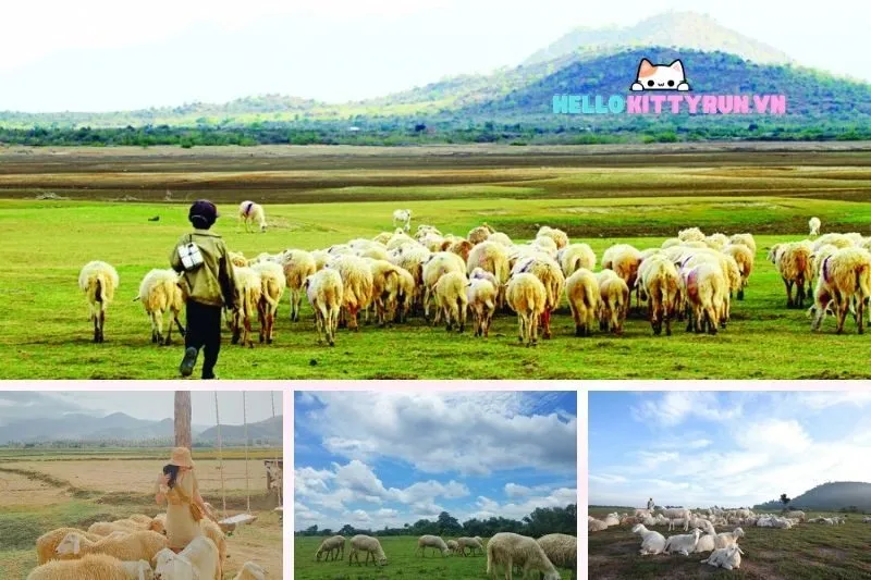 Đồng cừu An Hòa Ninh Thuận: Điểm đến lý tưởng cho trải nghiệm yên bình