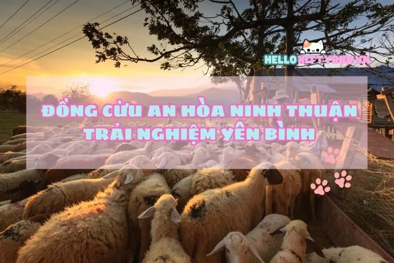 Đồng cừu An Hòa Ninh Thuận: trải nghiệm yên bình