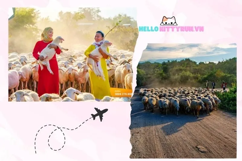 Những trải nghiệm thú vị tại đồng cừu An Hòa Ninh Thuận