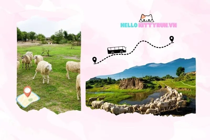 Thời điểm đẹp nhất để tham quan đồng cừu An Hòa Ninh Thuận