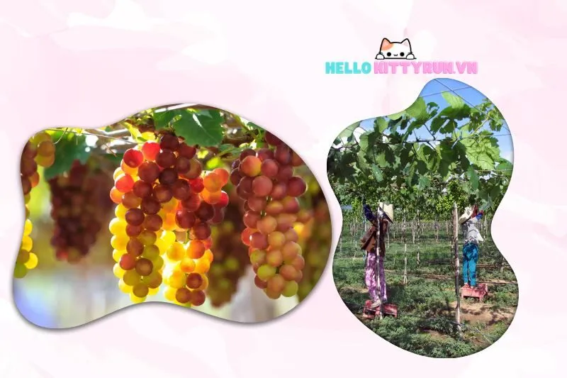 Thưởng thức nho tươi tại vườn nho Ba Mọi