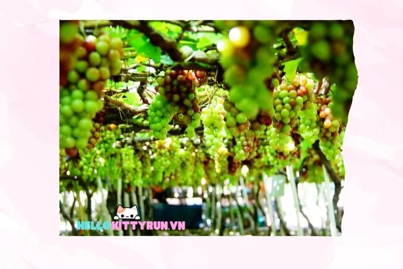 Vườn nho Ninh Thuận