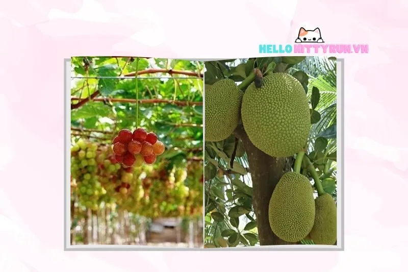 Các Loại Trái Cây Nổi Bật Tại Vườn Trái Cây Lâm Sơn Ninh Thuận