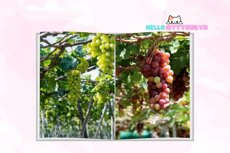 Đặc Sản Làng Nho Thái An Ninh Thuận – Nho Tươi, Mứt Nho, Rượu Nho