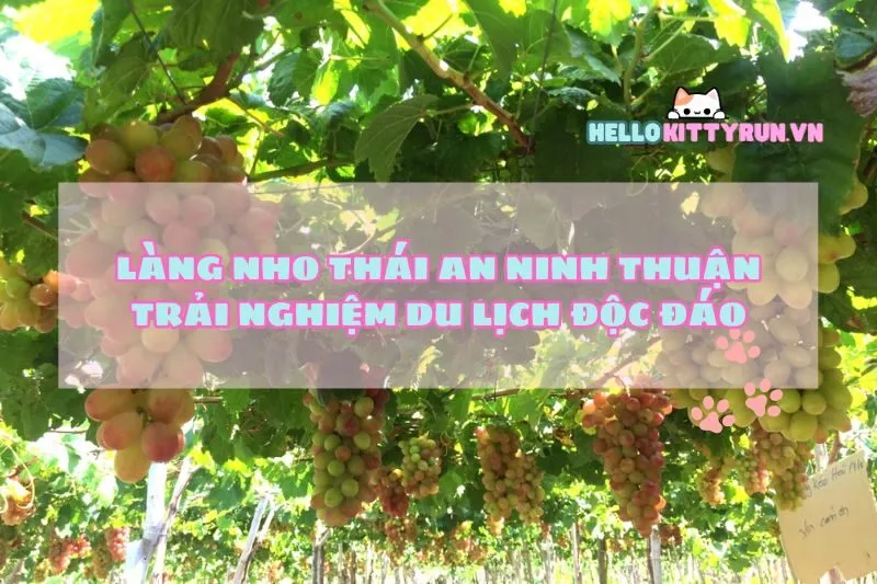 Làng Nho Thái An Ninh Thuận: Trải Nghiệm Du Lịch Độc Đáo