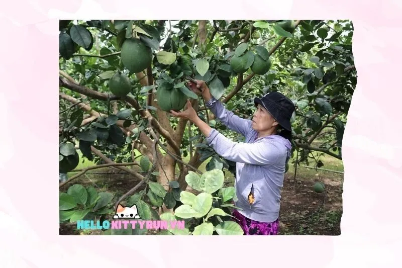 Lịch Trình Tham Quan Vườn Trái Cây Lâm Sơn Ninh Thuận