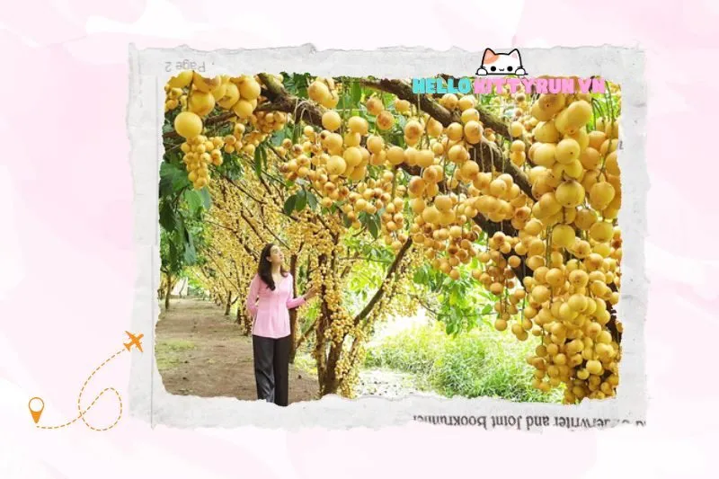 Những Lợi Ích Kinh Tế Từ Du Lịch Trải Nghiệm Vườn Trái Cây Lâm Sơn Ninh Thuận