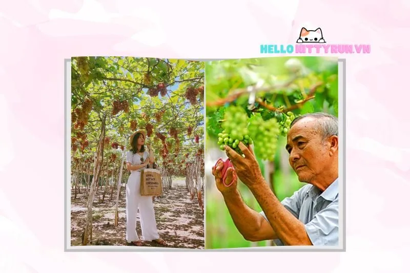 Thời gian và cách thức tham quan Vườn Nho Ba Mọi Ninh Thuận