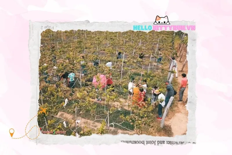 Trải nghiệm du lịch tại Vườn Nho Ba Mọi Ninh Thuận