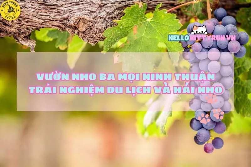Vườn Nho Ba Mọi Ninh Thuận: Trải Nghiệm Du Lịch và Hái Nho