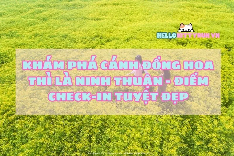 Khám phá cánh đồng hoa thì là Ninh Thuận - Điểm check-in tuyệt đẹp
