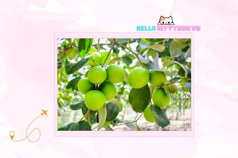 Những địa điểm nổi tiếng để thưởng thức táo xanh