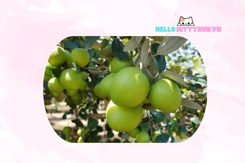 Tổng quan về táo xanh Ninh Thuận